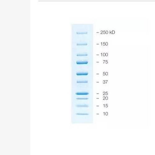 Bio-rad伯乐Precision Plus Protein蛋白marker蓝色预染1610373/1610393