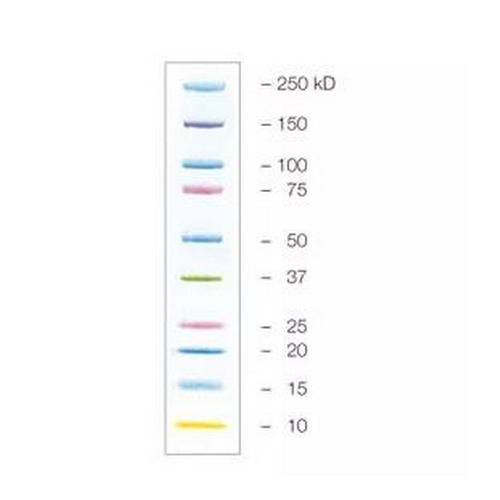 美国Bio-rad伯乐蓝色预染蛋白marker 1610375/1610395