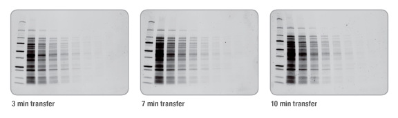 BIO-RAD Trans-Blot®Turbo美国伯乐全能型蛋白转印系统1704150