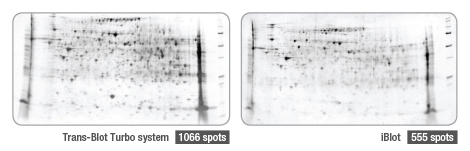 BIO-RAD Trans-Blot®Turbo美国伯乐全能型蛋白转印系统1704150