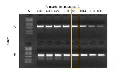 Bio-rad美国伯乐T100PCR仪(梯度热循环仪)梯度PCR仪